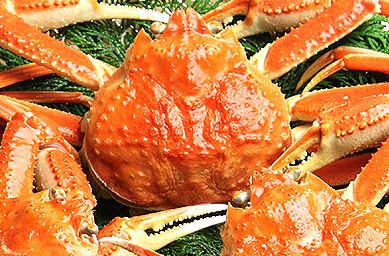 くらびーの蟹ブログ 世界蟹紀行 かに カニ Crab